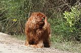 CAVALIER KING CHARLES 019